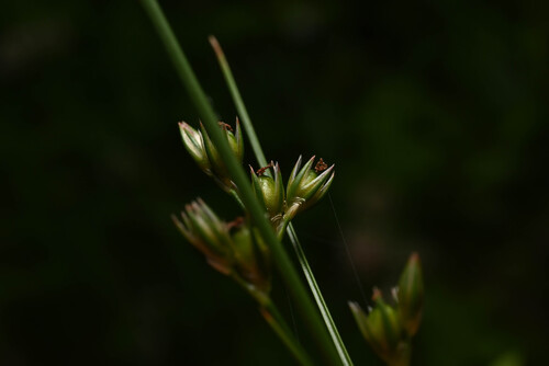 Inland rush (Juncus interior)