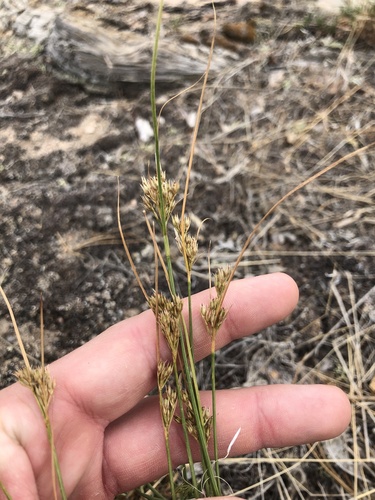 Inland rush (Juncus interior)