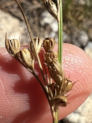Inland rush (Juncus interior)