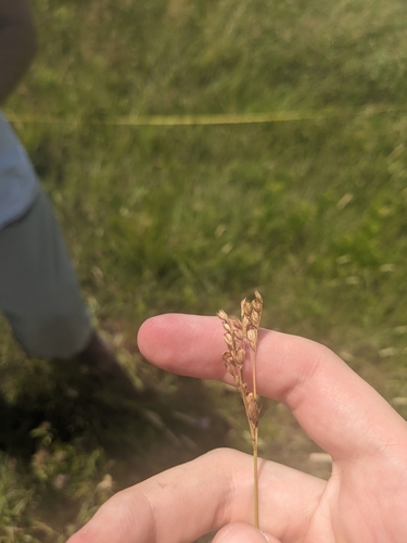 Inland rush (Juncus interior)