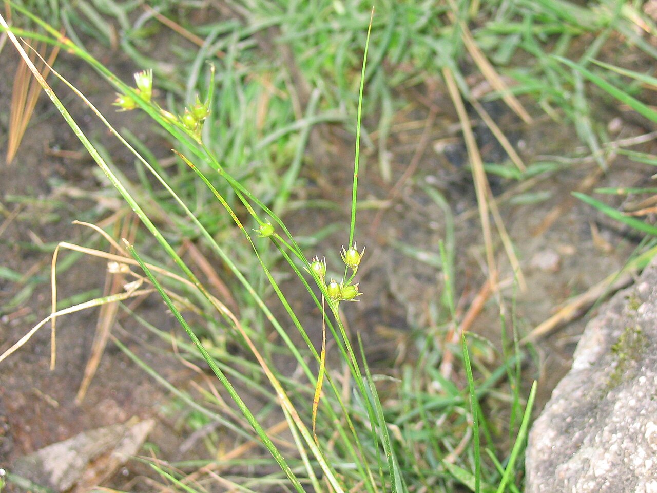Inland rush: Juncus_interior_1-eheep