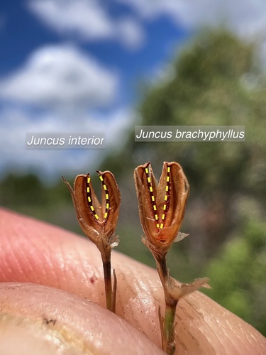 Inland rush (Juncus interior)
