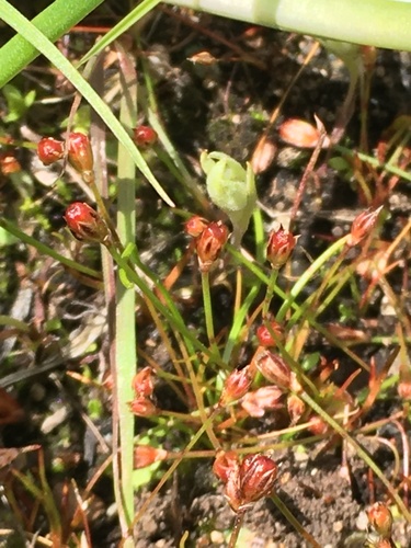 Kellogg's dwarf rush (Juncus kelloggii)