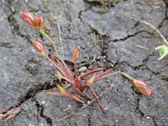 Kellogg's dwarf rush (Juncus kelloggii)
