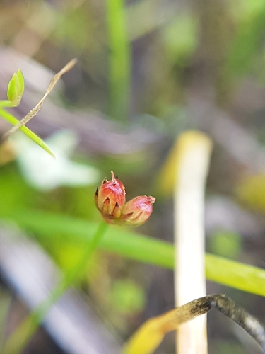 Kellogg's dwarf rush (Juncus kelloggii)