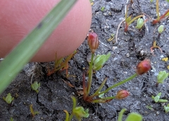 Kellogg's dwarf rush (Juncus kelloggii)