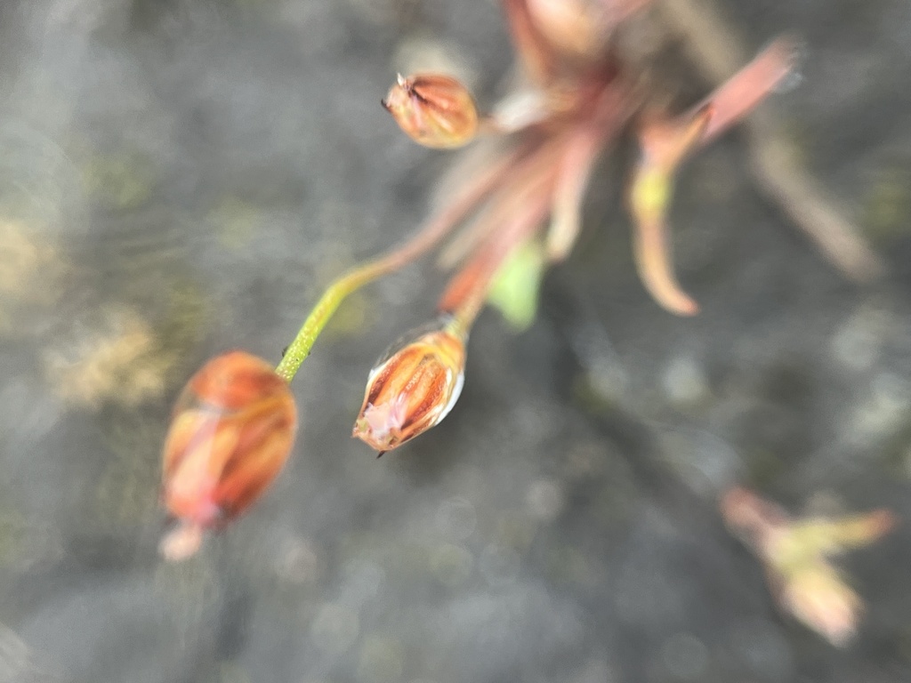 Kellogg's dwarf rush (Juncus kelloggii)