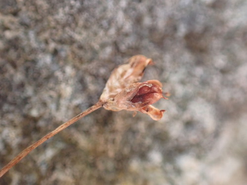 Kellogg's dwarf rush (Juncus kelloggii)