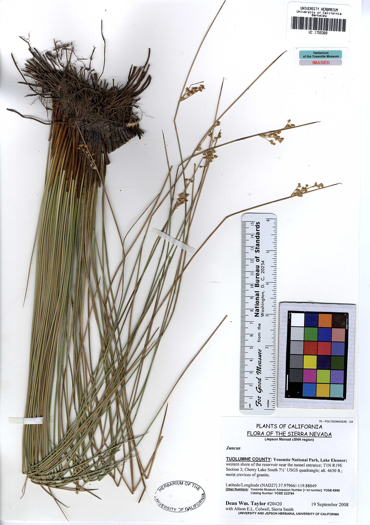 Juncus laccatus: UC1755369 Juncus laccatus