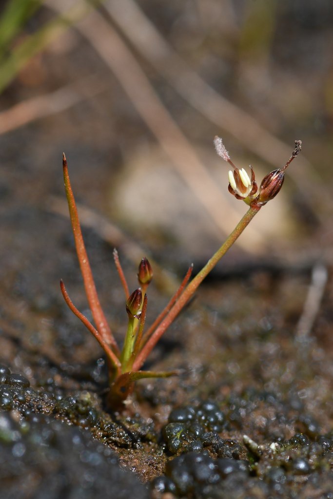 Red Bluff dwarf rush (Juncus leiospermus)