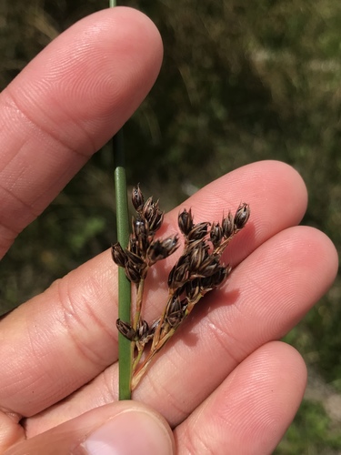 Salt rush (Juncus lesueurii)