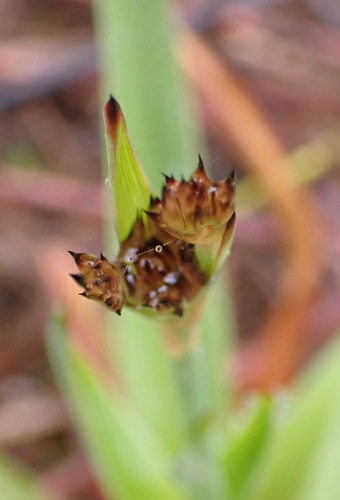 Leafy rush (Juncus lomatophyllus)