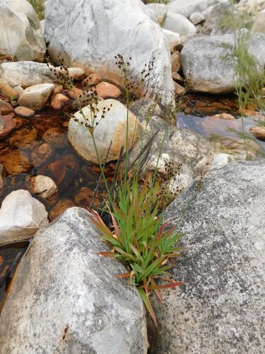 Leafy rush (Juncus lomatophyllus)