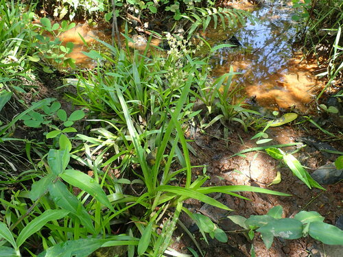Leafy rush (Juncus lomatophyllus)