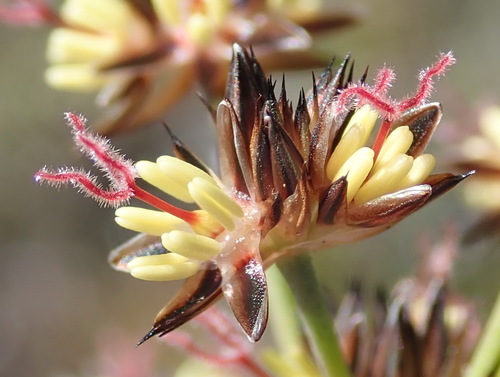 Leafy rush (Juncus lomatophyllus)