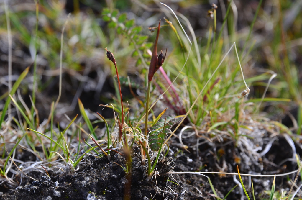 Juncus longirostris (Juncus longirostris)