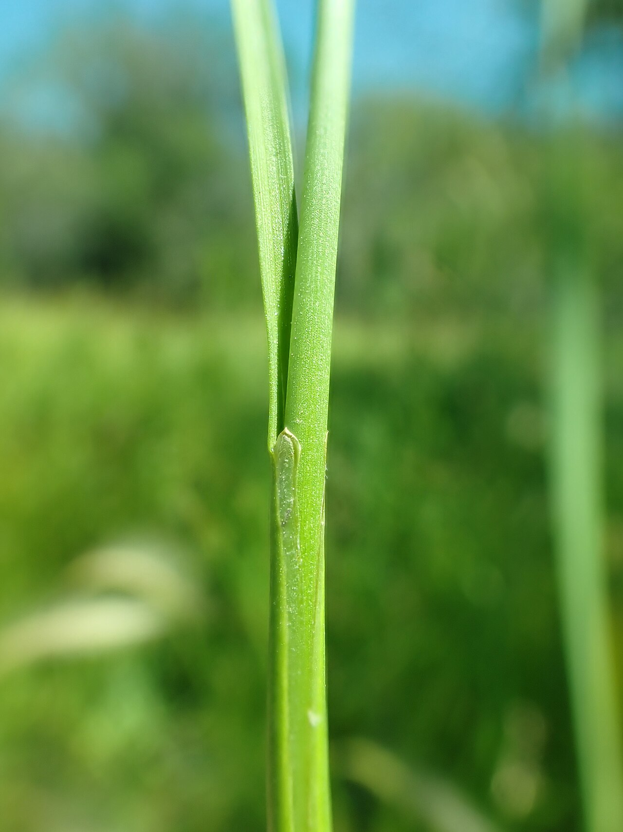 Longstyle rush: Longstyle rush growing in the Indreland Audubon Wetland Preserve, Bozeman, Gallatin County, Montana. Silvery margined tepals and numerous bracteoles are diagnos