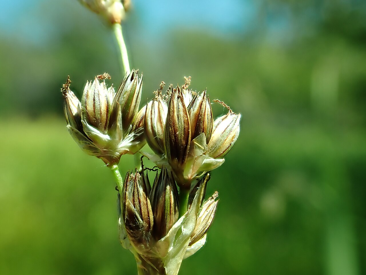 Longstyle rush: Longstyle rush growing in the Indreland Audubon Wetland Preserve, Bozeman, Gallatin County, Montana. Silvery margined tepals and numerous bracteoles are diagnos