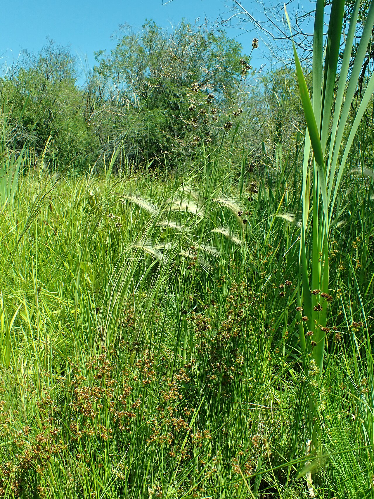 Longstyle rush: Longstyle rush growing in the Indreland Audubon Wetland Preserve, Bozeman, Gallatin County, Montana. Silvery margined tepals and numerous bracteoles are diagnos