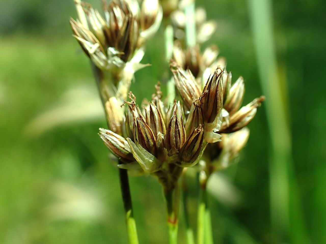 Longstyle rush: Longstyle rush growing in the Indreland Audubon Wetland Preserve, Bozeman, Gallatin County, Montana. Silvery margined tepals and numerous bracteoles are diagnos
