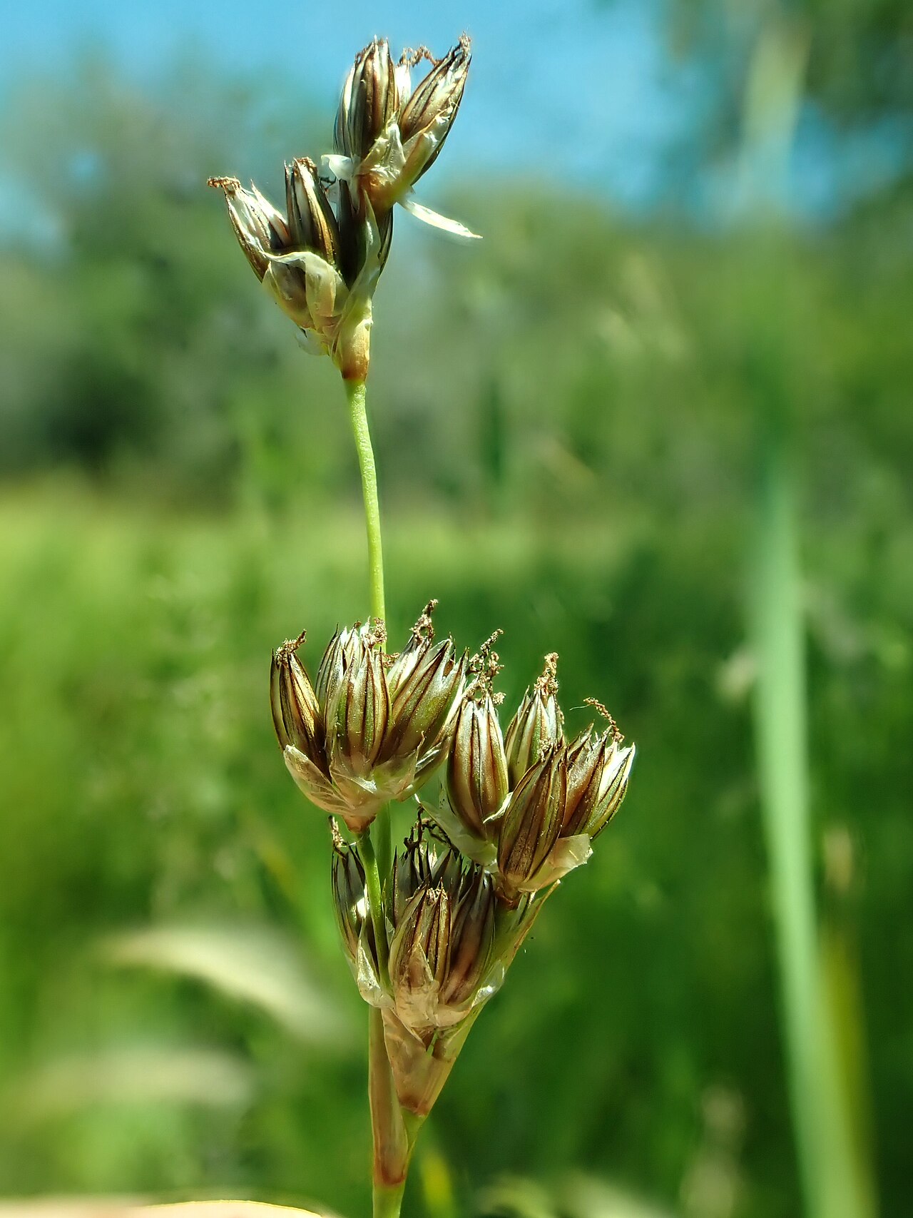 Longstyle rush: Longstyle rush growing in the Indreland Audubon Wetland Preserve, Bozeman, Gallatin County, Montana. Silvery margined tepals and numerous bracteoles are diagnos