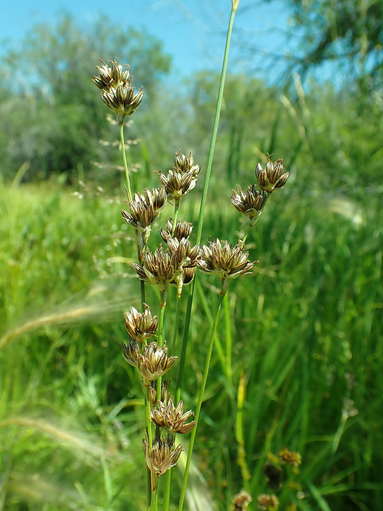 Longstyle rush: Longstyle rush growing in the Indreland Audubon Wetland Preserve, Bozeman, Gallatin County, Montana. Silvery margined tepals and numerous bracteoles are diagnos