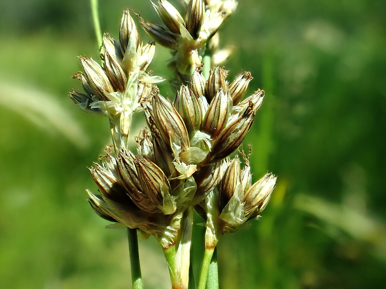Longstyle rush: Longstyle rush growing in the Indreland Audubon Wetland Preserve, Bozeman, Gallatin County, Montana. Silvery margined tepals and numerous bracteoles are diagnos