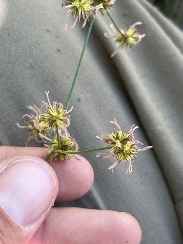 Longanther rush (Juncus macrandrus)