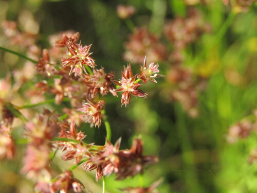 Juncus microcephalus (Juncus microcephalus)
