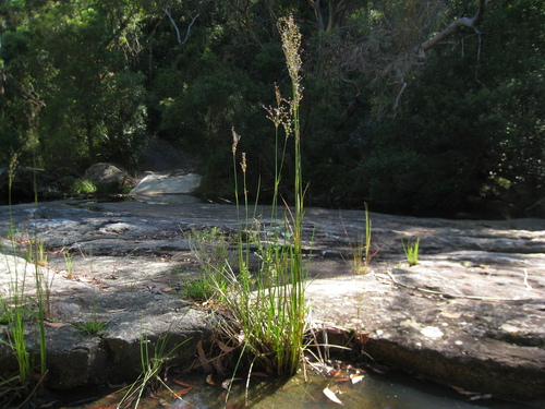 Juncus microcephalus (Juncus microcephalus)