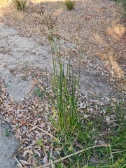 Juncus microcephalus (Juncus microcephalus)