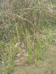 Juncus microcephalus (Juncus microcephalus)