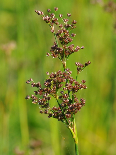 Juncus microcephalus (Juncus microcephalus)