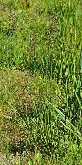 Juncus microcephalus: Juncus microcephalus in Brazil