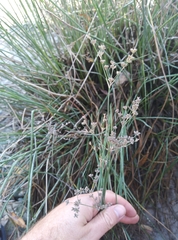 Juncus microcephalus (Juncus microcephalus)