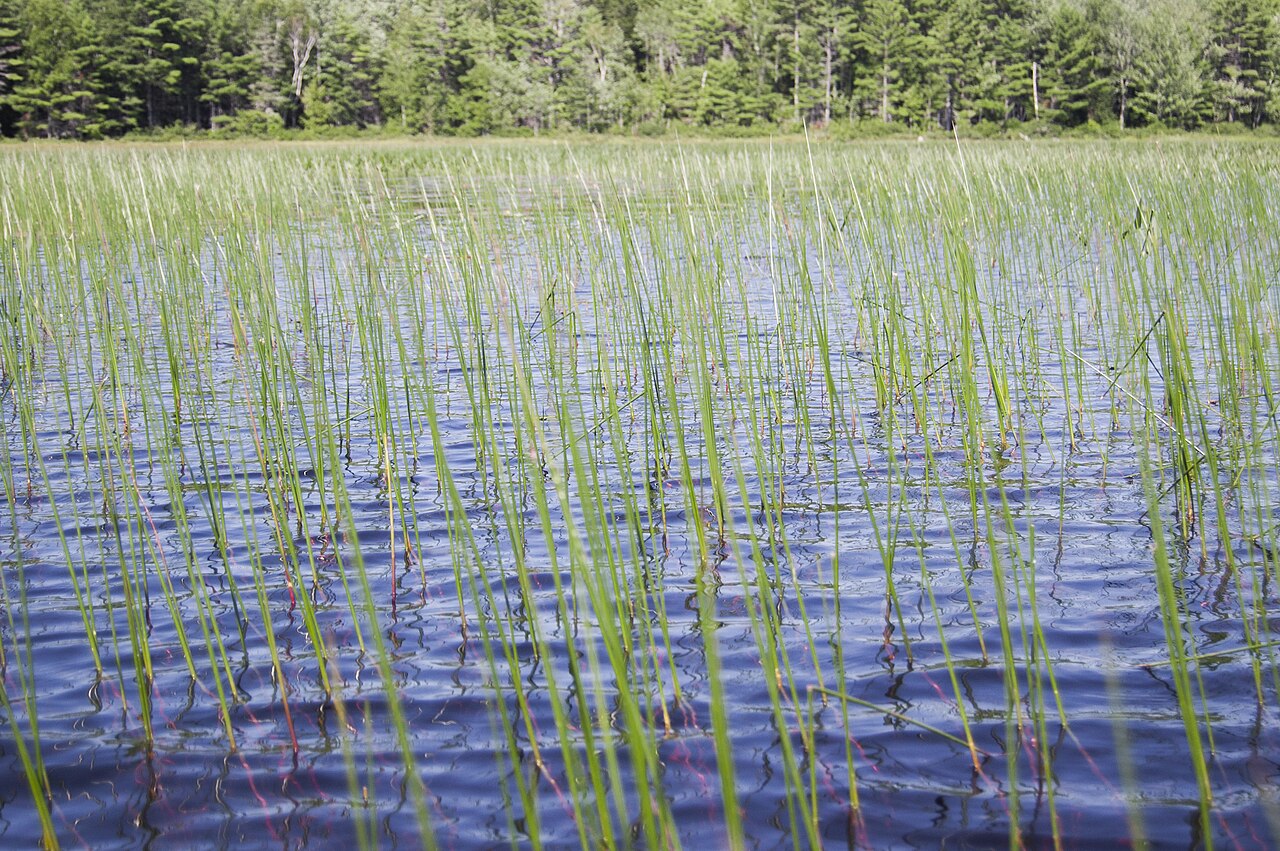 Bayonet rush: Day 2- Scammon Pond