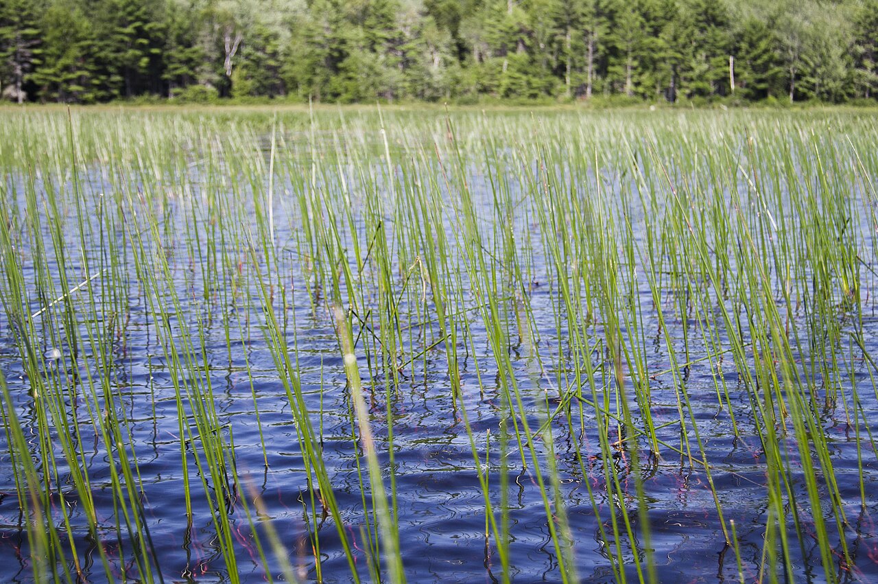 Bayonet rush: Day 2- Scammon Pond