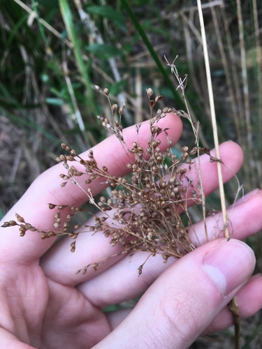 Juncus mollis (Juncus mollis)