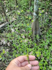 Swamp rush (Juncus paludosus)