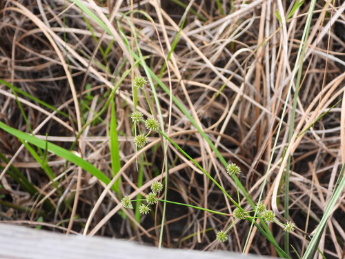 Swamp rush (Juncus paludosus)