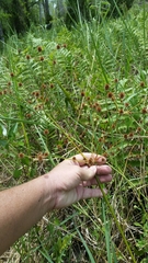 Swamp rush (Juncus paludosus)