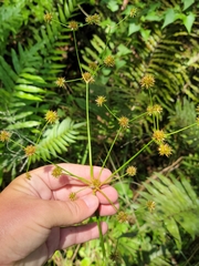 Swamp rush (Juncus paludosus)