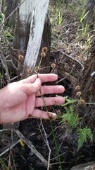 Swamp rush (Juncus paludosus)