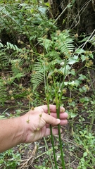 Swamp rush (Juncus paludosus)