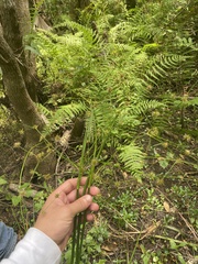 Swamp rush (Juncus paludosus)