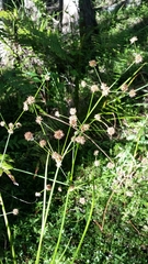 Swamp rush (Juncus paludosus)