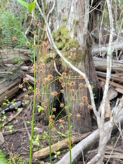 Swamp rush (Juncus paludosus)