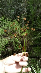 Swamp rush (Juncus paludosus)