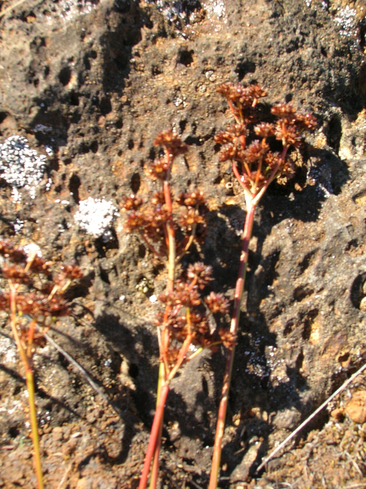 Broadleaf rush: Juncus planifolius (seedheads). Location: Maui, Kahakapao Gulch