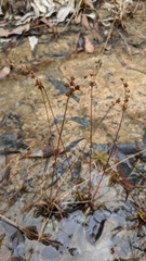 Broadleaf rush (Juncus planifolius)